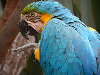 Colombian Parrot
