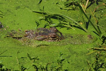 Close Up Alligator in Natural Habitat Camouflaged in Swamp Marsh Area Crocodile Large Reptile Dangerous Animal in Nature Wildlife Photography in Conservation Park for Environmental Protection