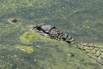 Close Up Alligator Head and Back in Swamp Green Water Swimming in Marsh Wetlands Large Reptile Dangerous Carnivore