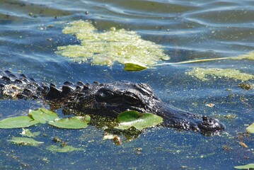 Close Up Alligator Head and Neck Isolated with Copyspace on Blue Water with Green Algae Wildlife in Natural Habitat Swamp Marsh River Crocodile Large Predators Lizard Scales Dangerous Carnivore Wild