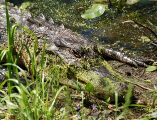 Close Up Alligator Head Face and Claws in Natural Habitat Swamp Scary Reptile with Scales
