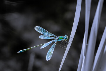 Libelle in der Sonne