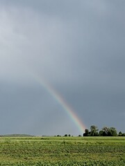 rainbow over green field