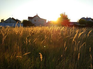 wheat field in the sunset © Дмитрий Кожевников