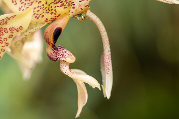 Naklejka na ściany i meble Stanhopea oculata, eine Orchidee mit bizarren Blüten