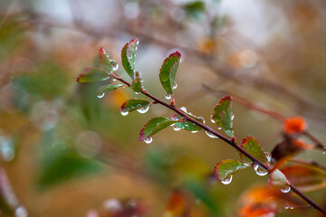 Water drops on branch autumn weather cold rain nature macro photography cloud