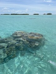 Récif de corail dans un lagon paradisiaque à Rangiroa, Polynésie française
