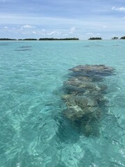 Patate de corail dans le lagon de Rangiroa, Polynésie française