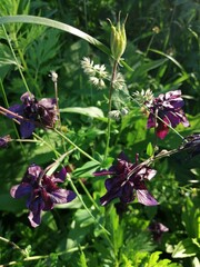 Purple columbine flower Aquilegia, granny's bonnet, columbine on flowerbed in garden.