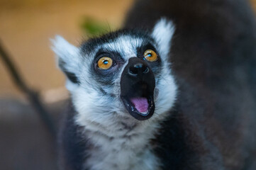 Katta Lemur Madagaskar