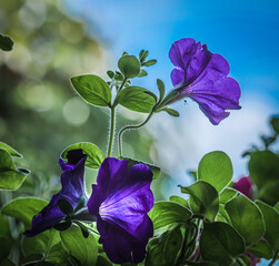 violet flowers in the garden
