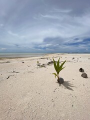 Pousse de cocotier sur une plage de sable rose à Rangiroa, Polynésie française