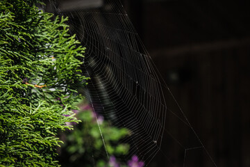 spider web with dew drops