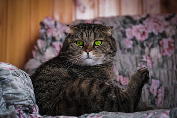 cat on a chair