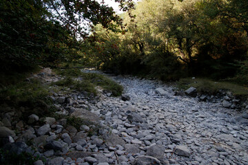 Dry river in the forest