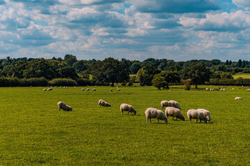 Fototapeta premium Sheep and lamb in the field