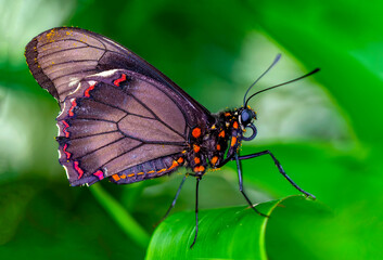 Macro shots, Beautiful nature scene. Closeup beautiful butterfly sitting on the flower in a summer garden.