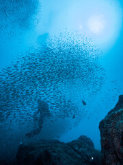 Fototapeta na wymiar 湧き立つ雲のように群れる小魚の群れとダイバー(シルエット)