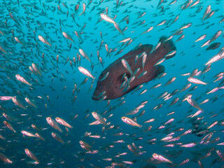 小魚の群れの中を泳ぐアザハタ。英語名: Tomato hind 学名: Cephalopholis sonnerati (Valenciennes, 1828) 和歌山県串本