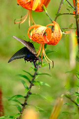 ミヤマカラスアゲハとユリ