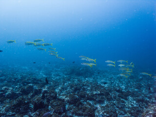 Fototapeta na wymiar 青いサンゴ礁の海をゆったりと泳ぐ魚の群れ。和歌山県串本町。