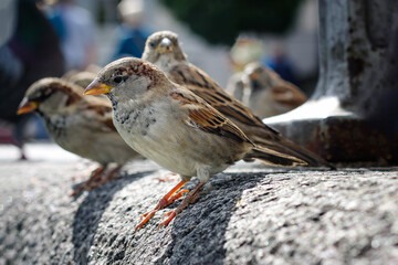 spatz closeup
