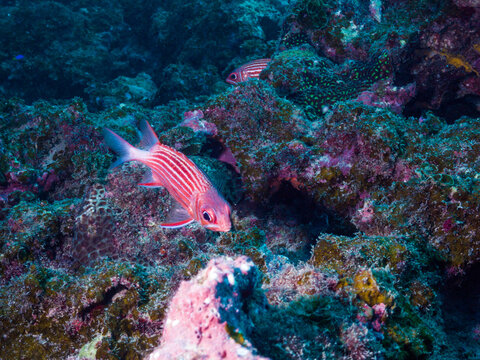 サンゴ礁を泳ぐニジエビス。学名: Sargocentron diadema (Lacepède, 1802)	。英語名: Crown squirrelfish .
沖縄県伊江島