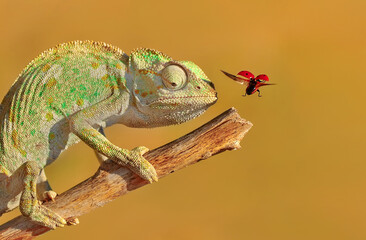 Macro shots, Beautiful nature scene green chameleon 