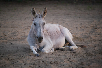 donkey in the zoo