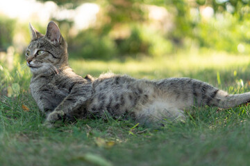 Allow your cat to go outside