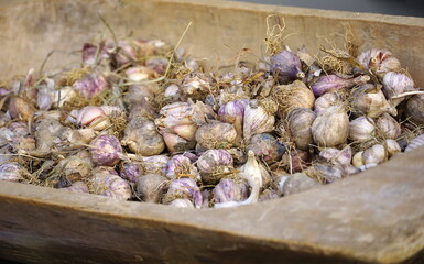 Harvesting organically grown natural garlic in a traditional rustic wooden rectangular bowl