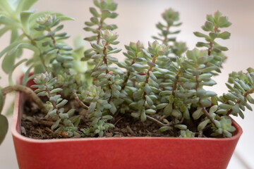 small plant planted in a pot
