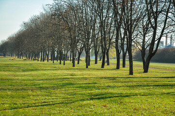 Fototapeta na wymiar An alley of trees with crowns without foliage in a park with green lawns and fallen leaves on a sunny day, shadows on the grass from tree trunks.