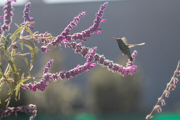 hummingbird eating nectar © willymona