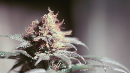 Cannabis Bud in indoor Mango seeds feminized Close Up