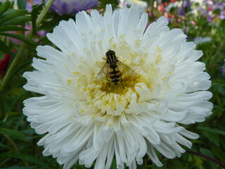Herbstaster+Schwebfliege