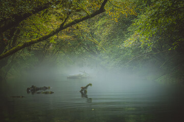 Tranquil water with fallen tree in it on a cold and hazy foggy afternoon. Concept of cold and still nature with decaying wood in the water.
