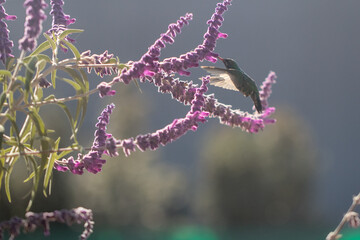 hummingbird eating nectar © willymona