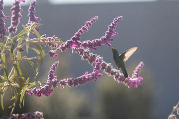 hummingbird eating nectar © willymona