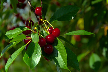 Bunches of ripe red cherries with green foliage hang on tree branches illuminated by the sun after rain.