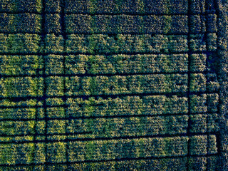 Aerial view of agricultural field taken by drone