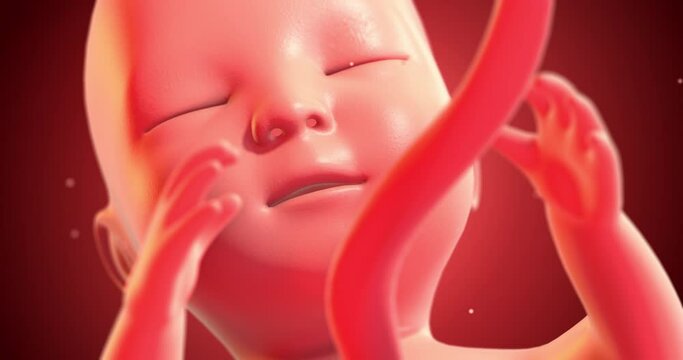 Human Baby Fetus Embryo Sleeping Peacefully. Seamless Loop. Ready To Give Birth. Science And Health Related High Quality 4K 3D Animation