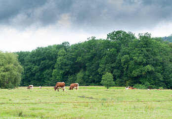 cows on a meadow