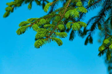 A green coniferous branch with young needles against a bright blue sky. New year card with space for text.