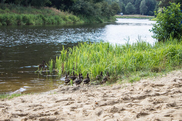 River bank, sand, beach. Beautiful landscape. River bank. Background.