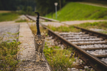 Cute young grey striped cat walking like a model next to a train track and looking away from the camera. Legs and paws of a cat lifted off ground. Cat model.