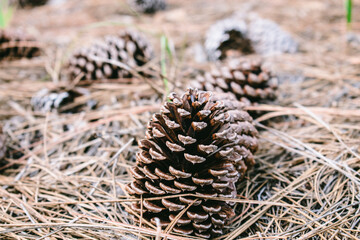 Naklejka na ściany i meble Pine cones in a bed of dry pine needles. Image with mostly brown tones in a rustic woodland setting of pinecones and pine needles.