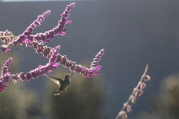 hummingbird eating nectar © willymona