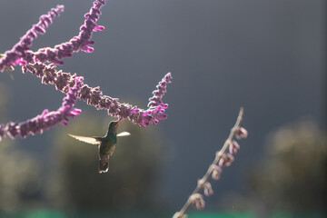 hummingbird eating nectar © willymona