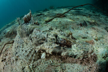 A Crocodilefish, Cymbacephalus beauforti, lies in wait for prey on a sandy seafloor in Raja Ampat,...